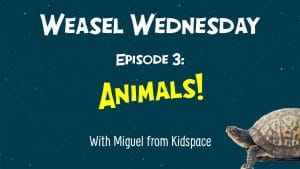 Weasel Wednesday episode 4 thumbnail - animals